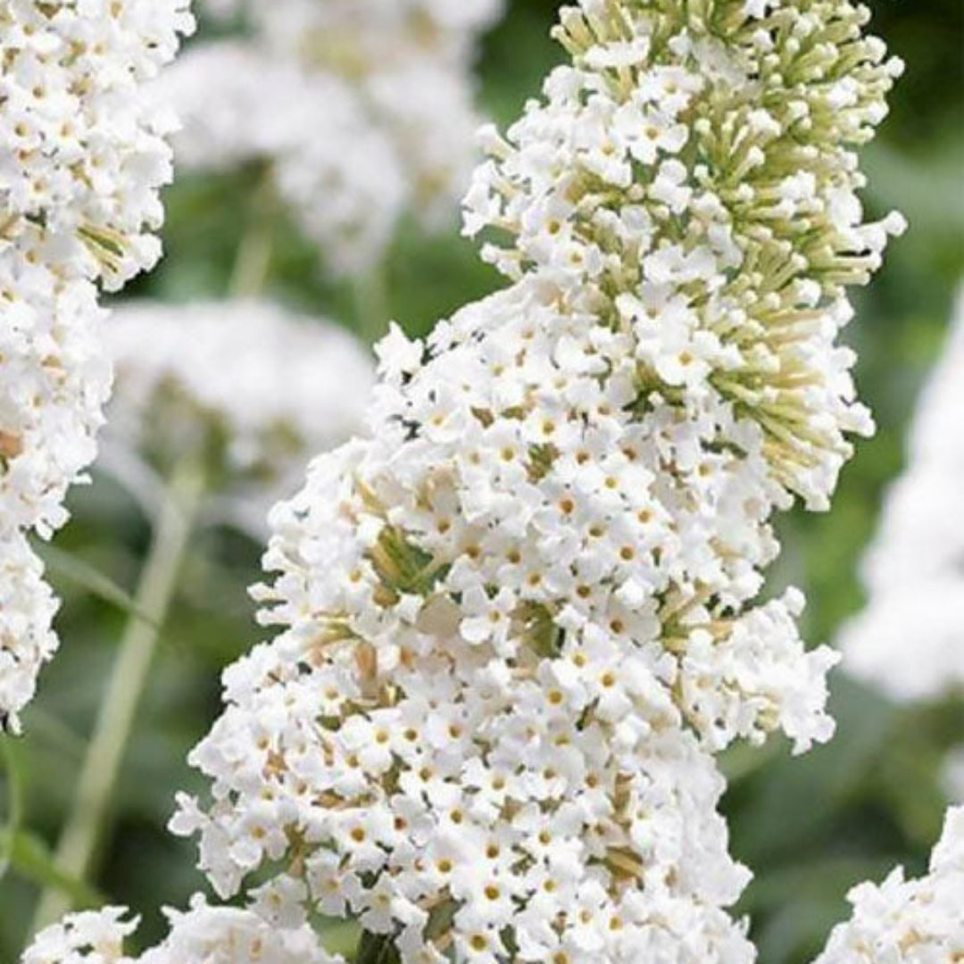 White Profusion Butterfly Bush
