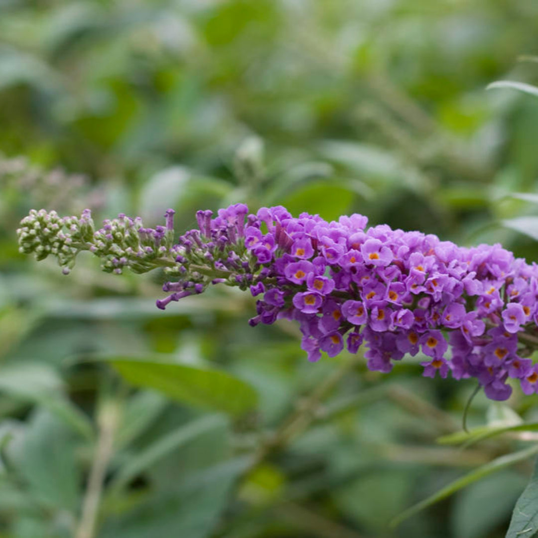 Buddleia Lo & Behold Tm Blue Chip Butterfly Bush