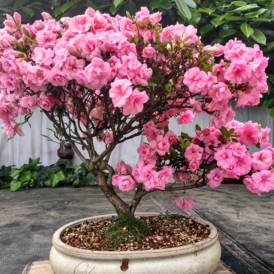 Rosebud Azalea