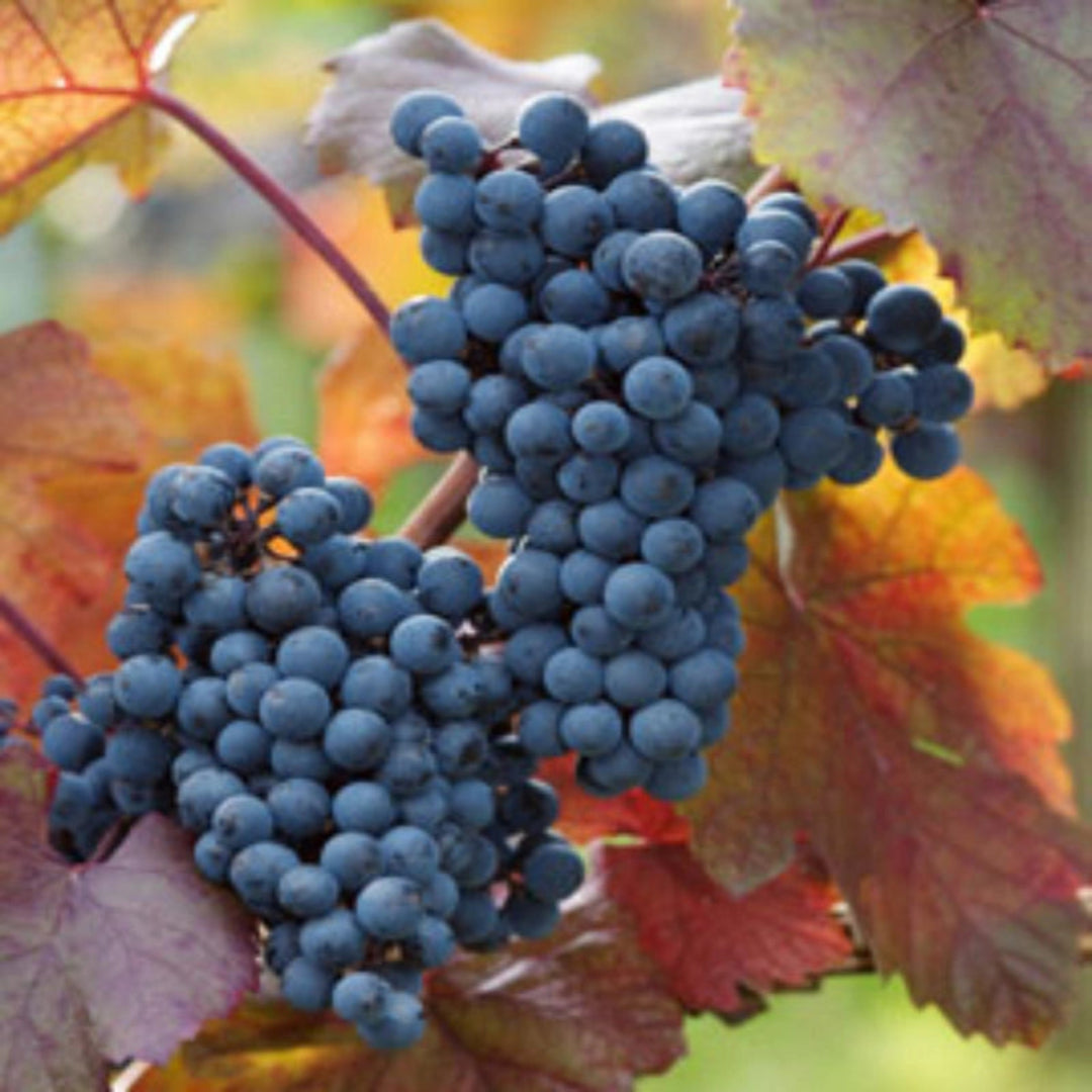 Close-up of Cabernet Sauvignon grapes growing on vineyard vine
