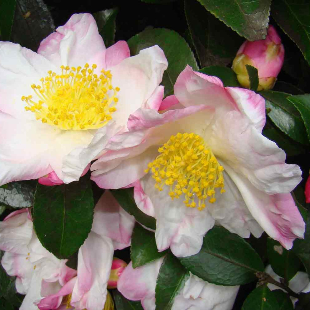 Apple Blossom Camellia