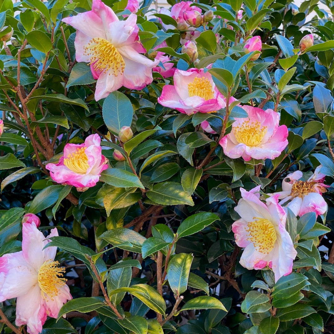 Hana Jiman Camellia