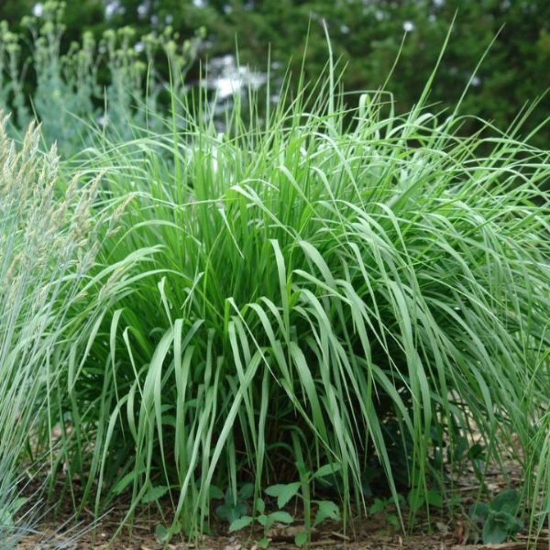 Switchgrass-Clump-Forming