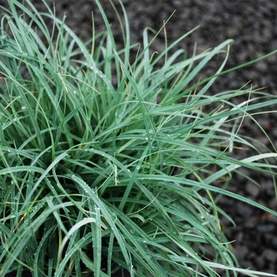 Carex Flacca (A.K.A Glauca)