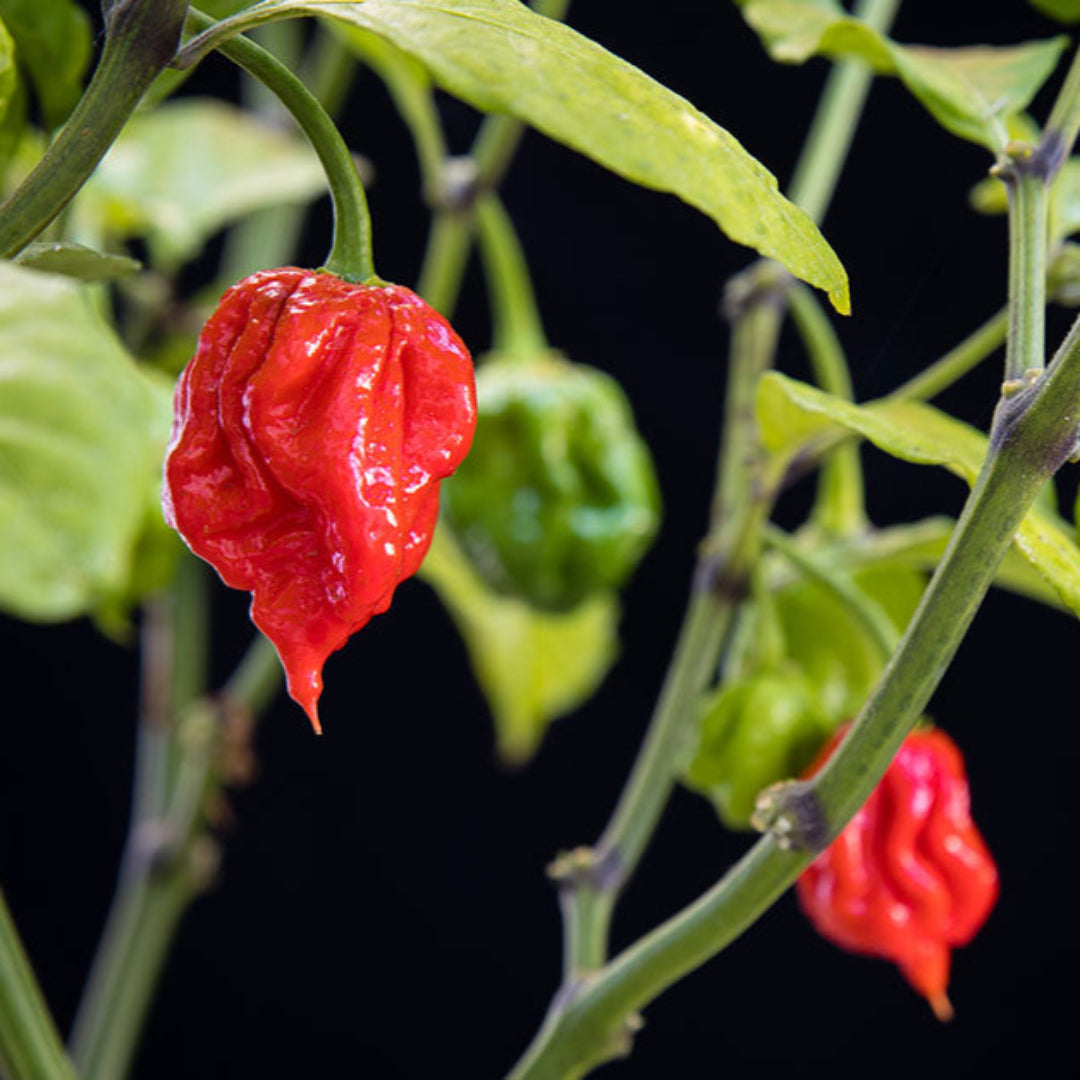Carolina Reaper Pepper Plant