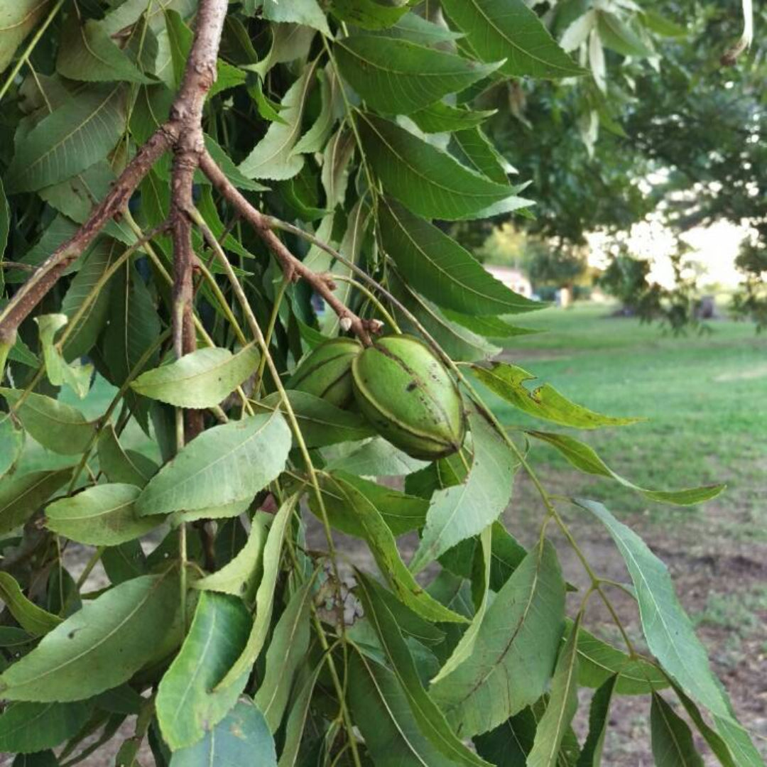 Desirable Pecan Tree – Fast-Growing, Nut-Producing, and Disease-Resistant