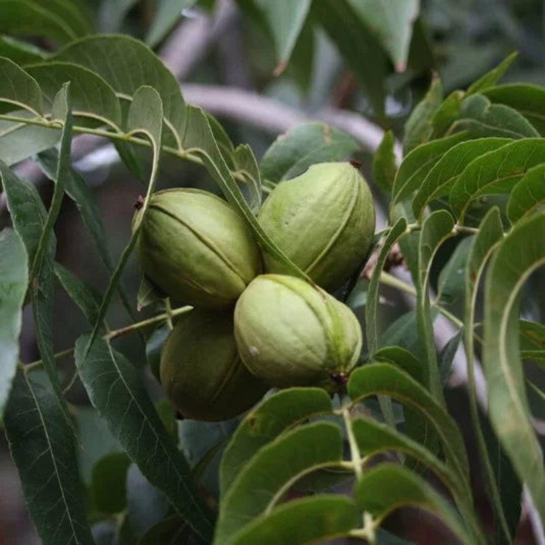 Pawnee Pecan Trees Produce a Large Nut That Has a Medium Soft Papershell.