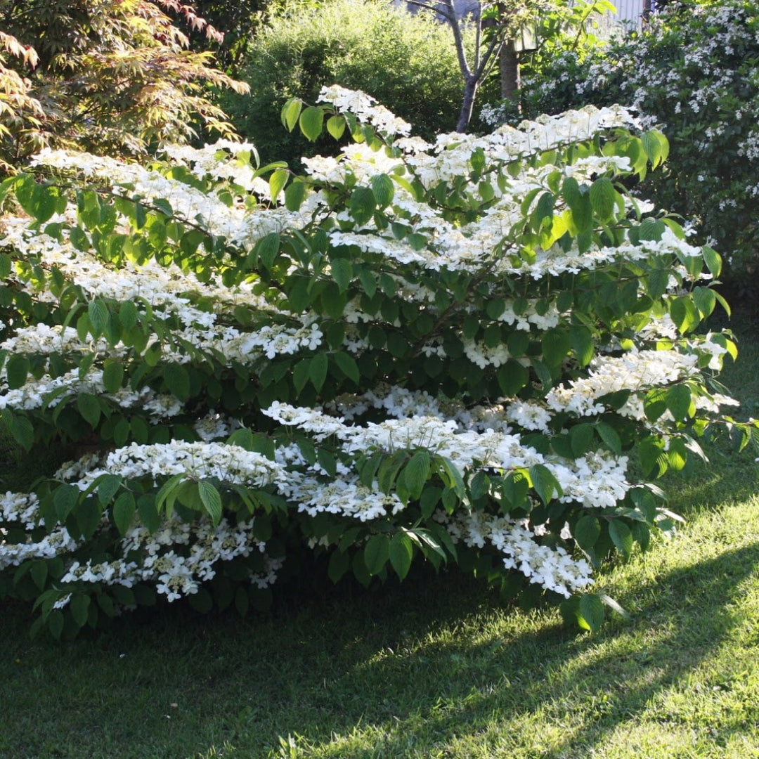 Mariesii Viburnum Shrub