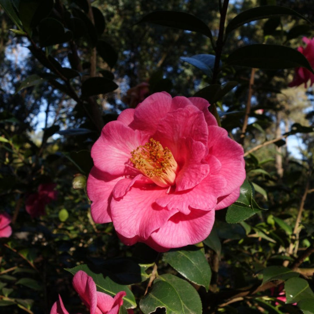 Lavender Prince II Camellia