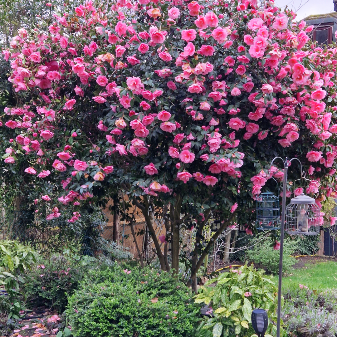 Camellia Fashionata Plant