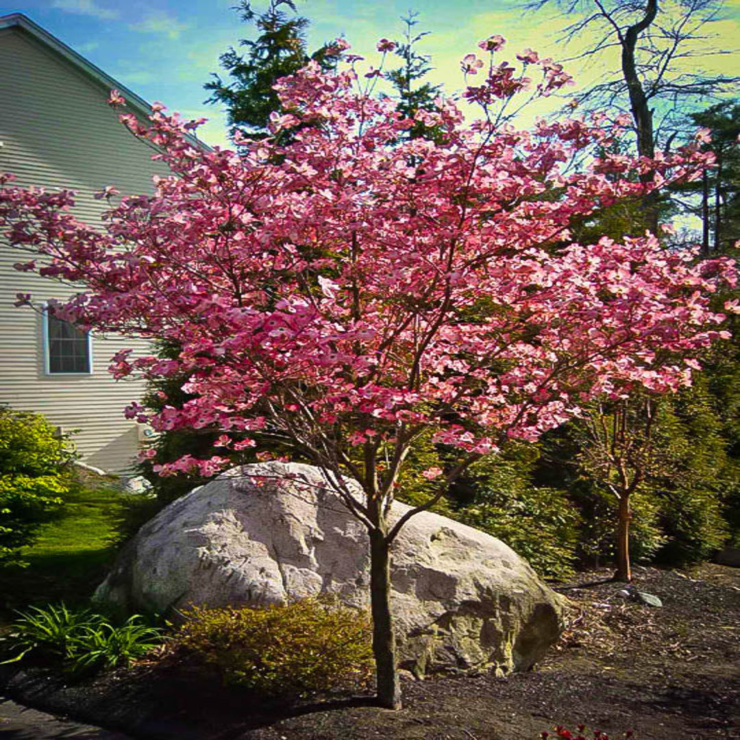 Cherokee Brave Flowering Dogwood planted in soil