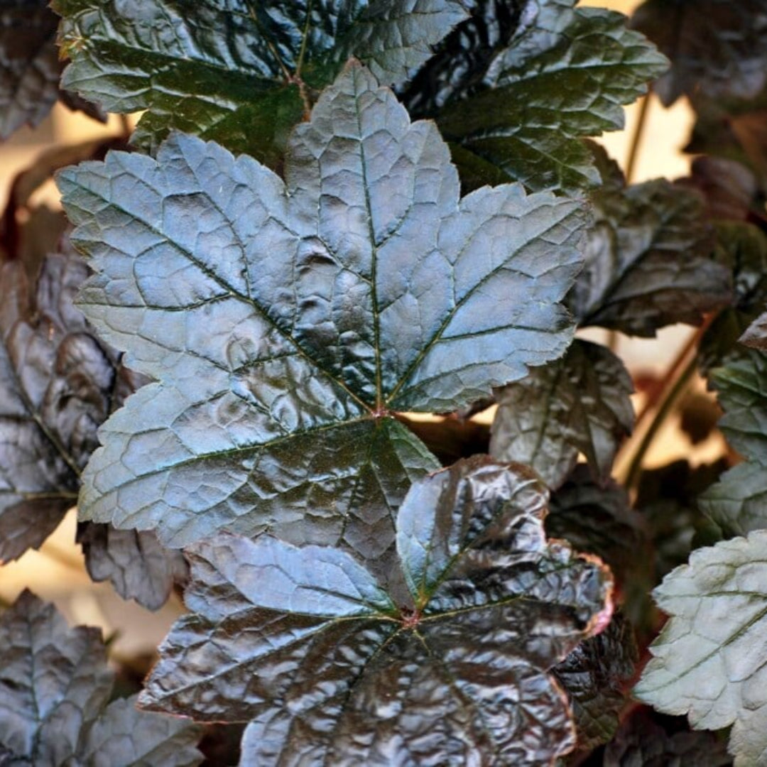 Heuchera Blackout