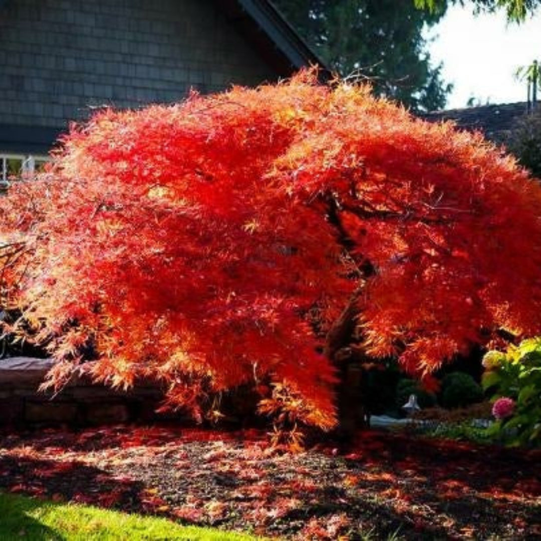 Orangeola Japanese Maple display with vibrant red and orange leaves