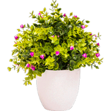 Evergreens Plants Evergreens Plants