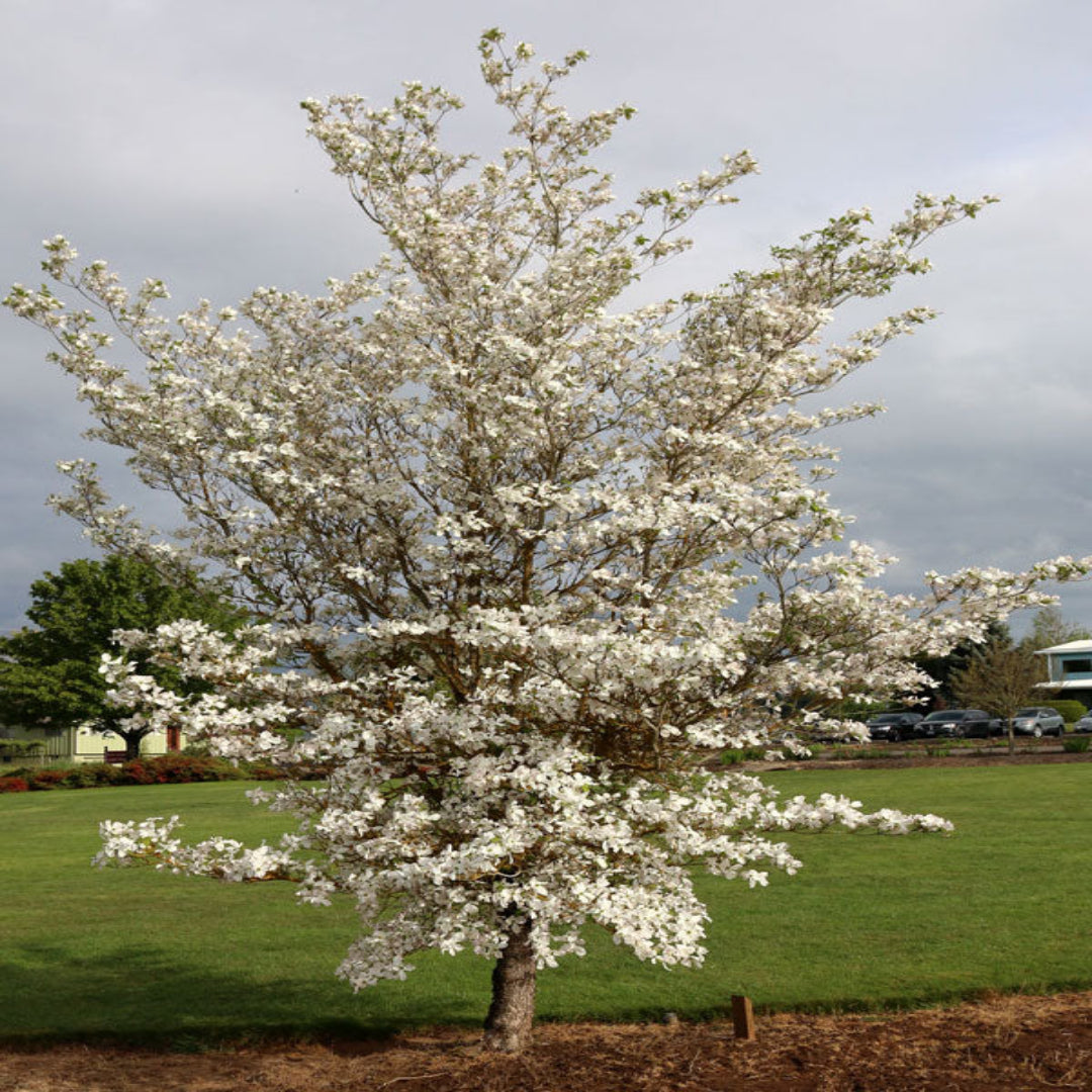 Cherokee Princess White Dogwood Tree