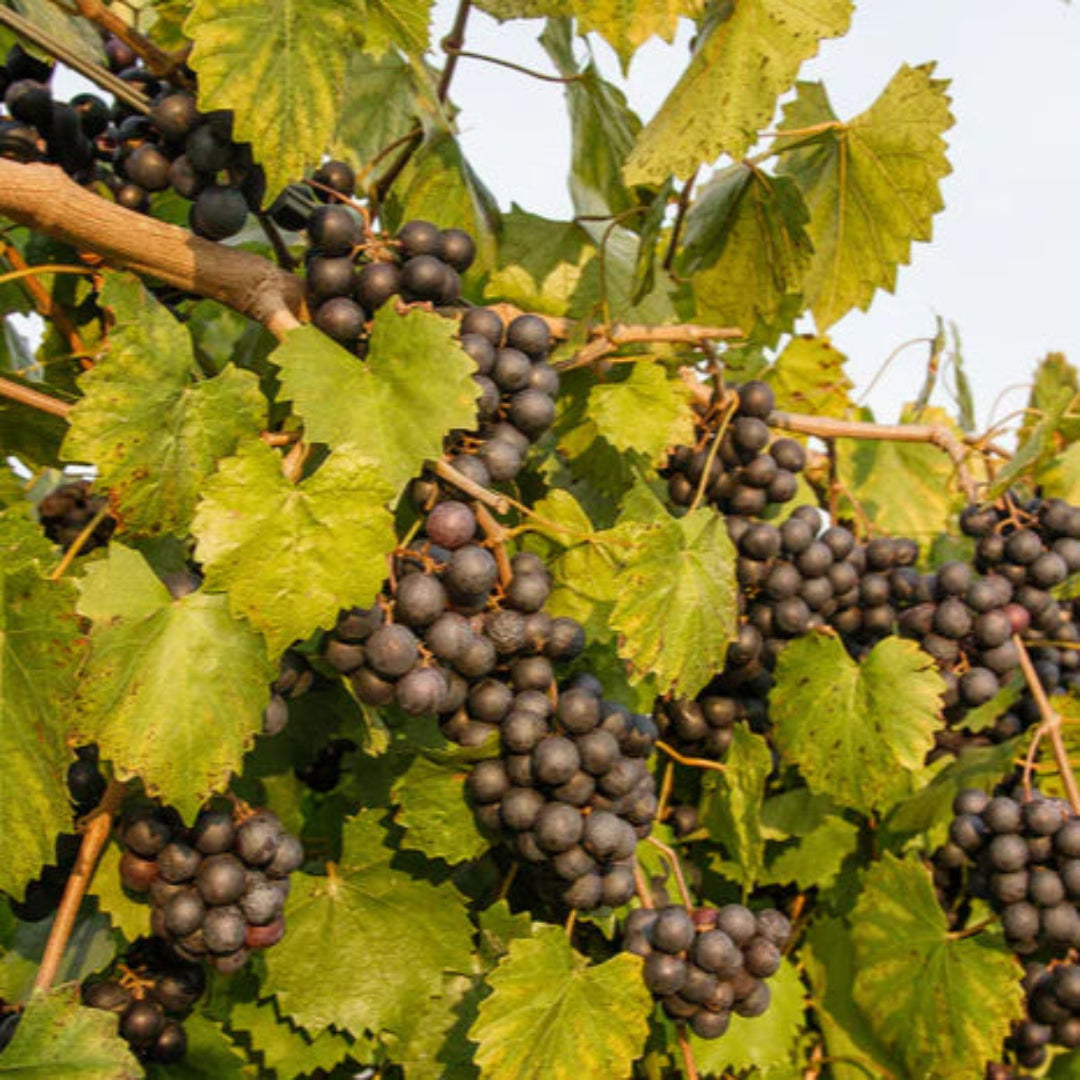Cowart Muscadine Grape Vine