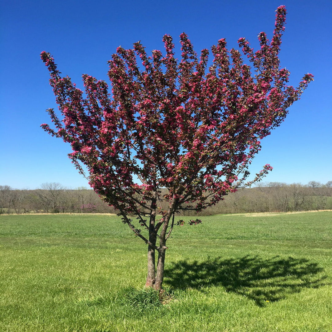 Robinson Crabapple