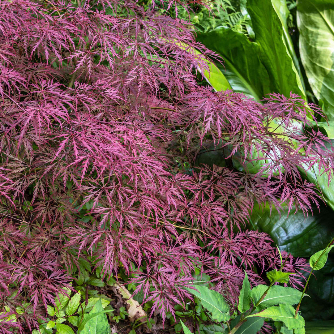 Crimson Queen Maple in Pot