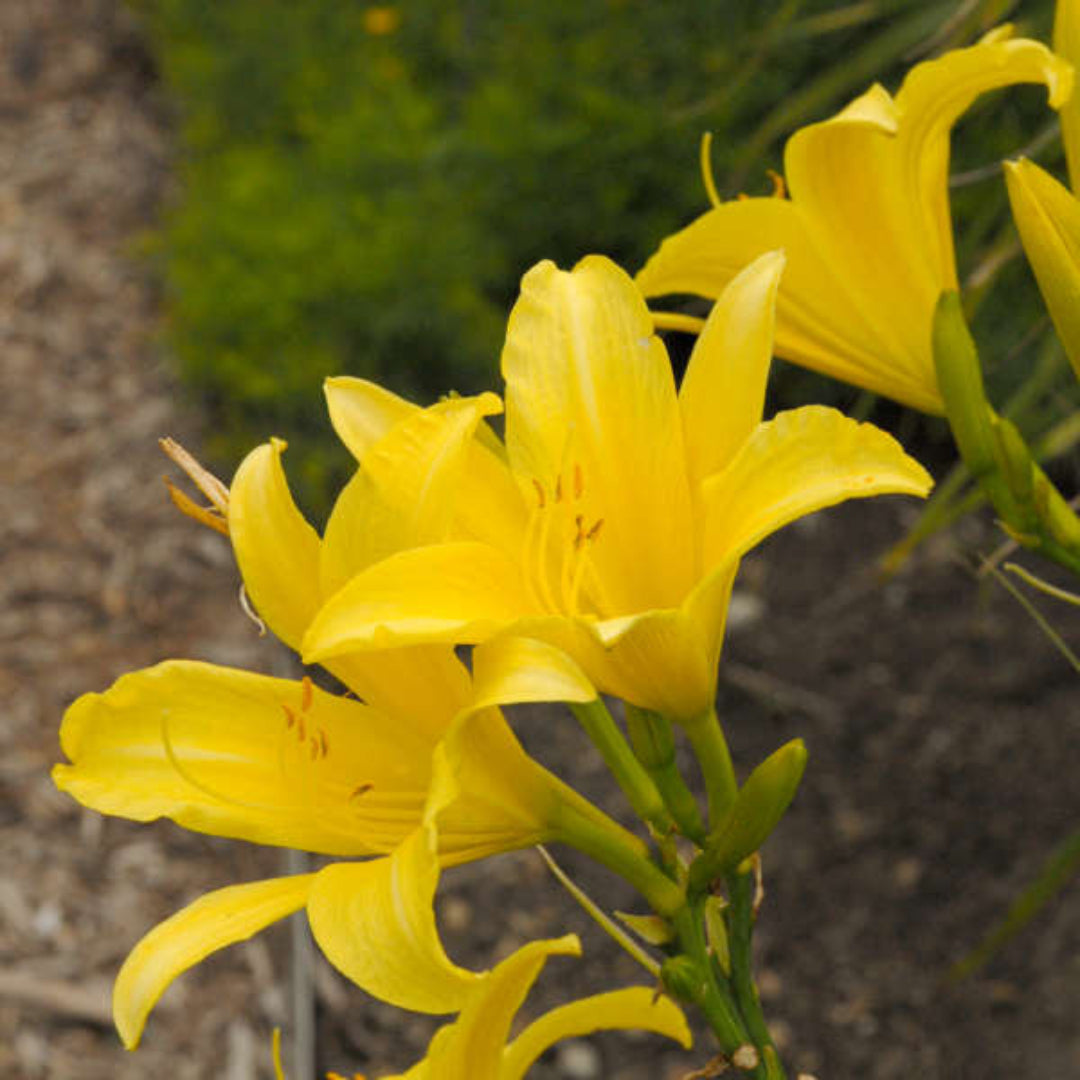 Hemerocallis &