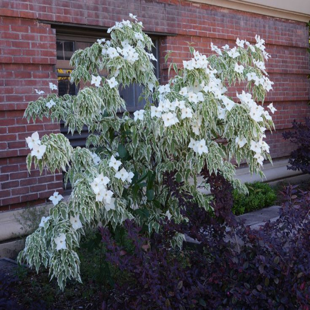 Wolf Eye Kousa Dogwood Tree
