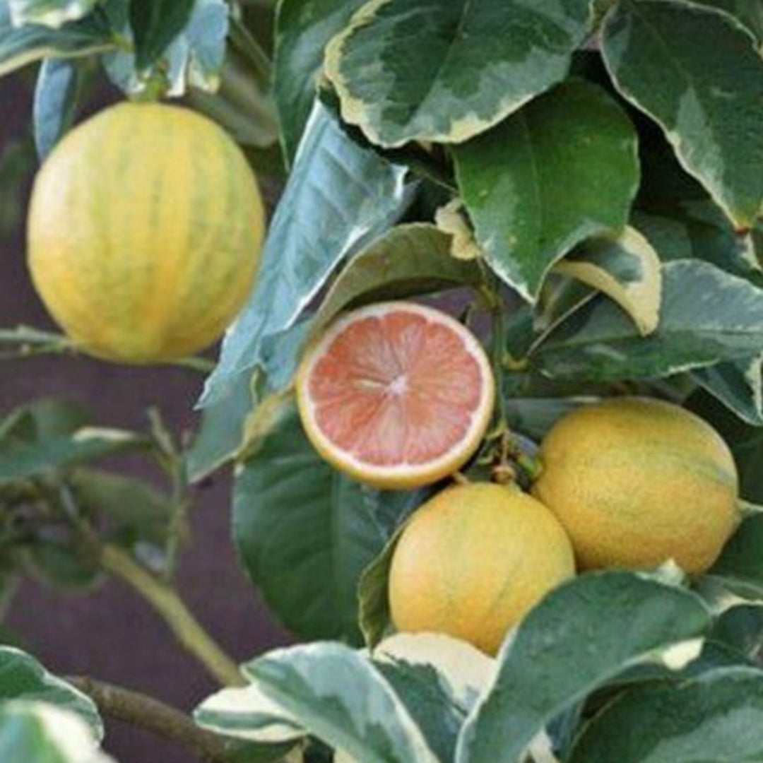 Pink Variegated Citrus Eureka Lemon Tree