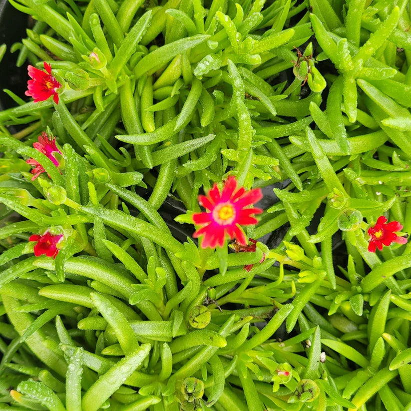 Delosperma Jewel of Desert Garnet&