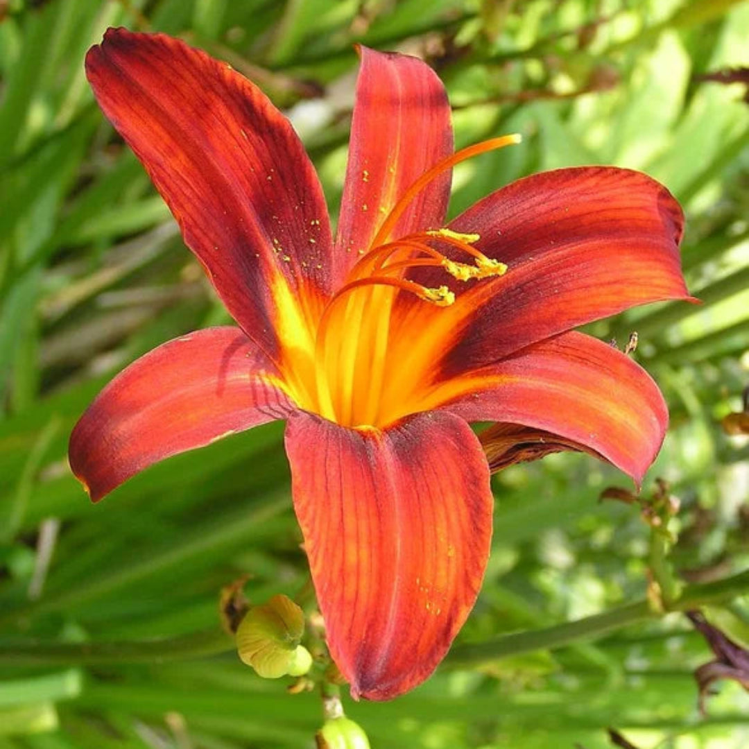 Black Prince Lilly Gorgeous Reddish-Black Blooms with Many Buds