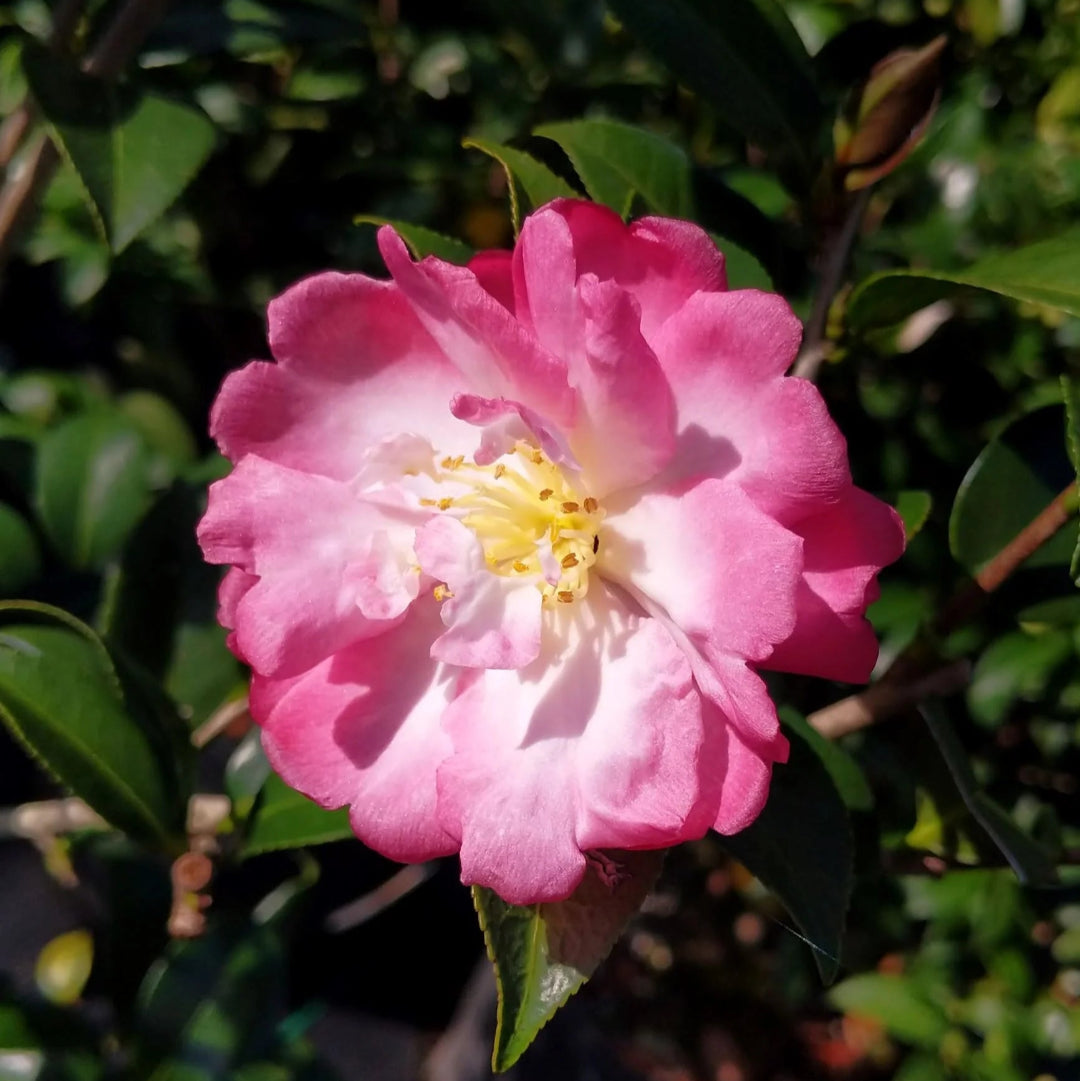 Autumn Sun Camellia Sasanqua