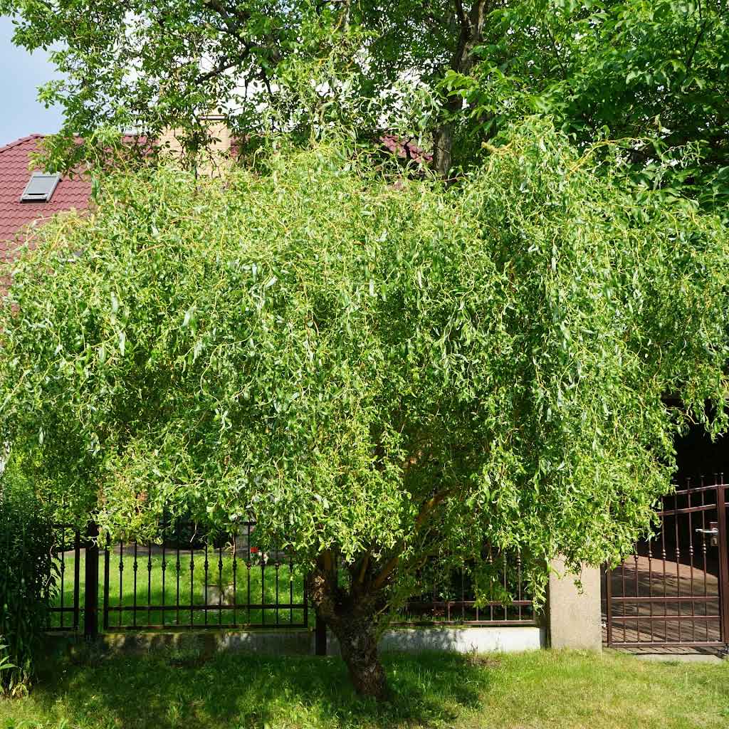 Corkscrew Willow Tree