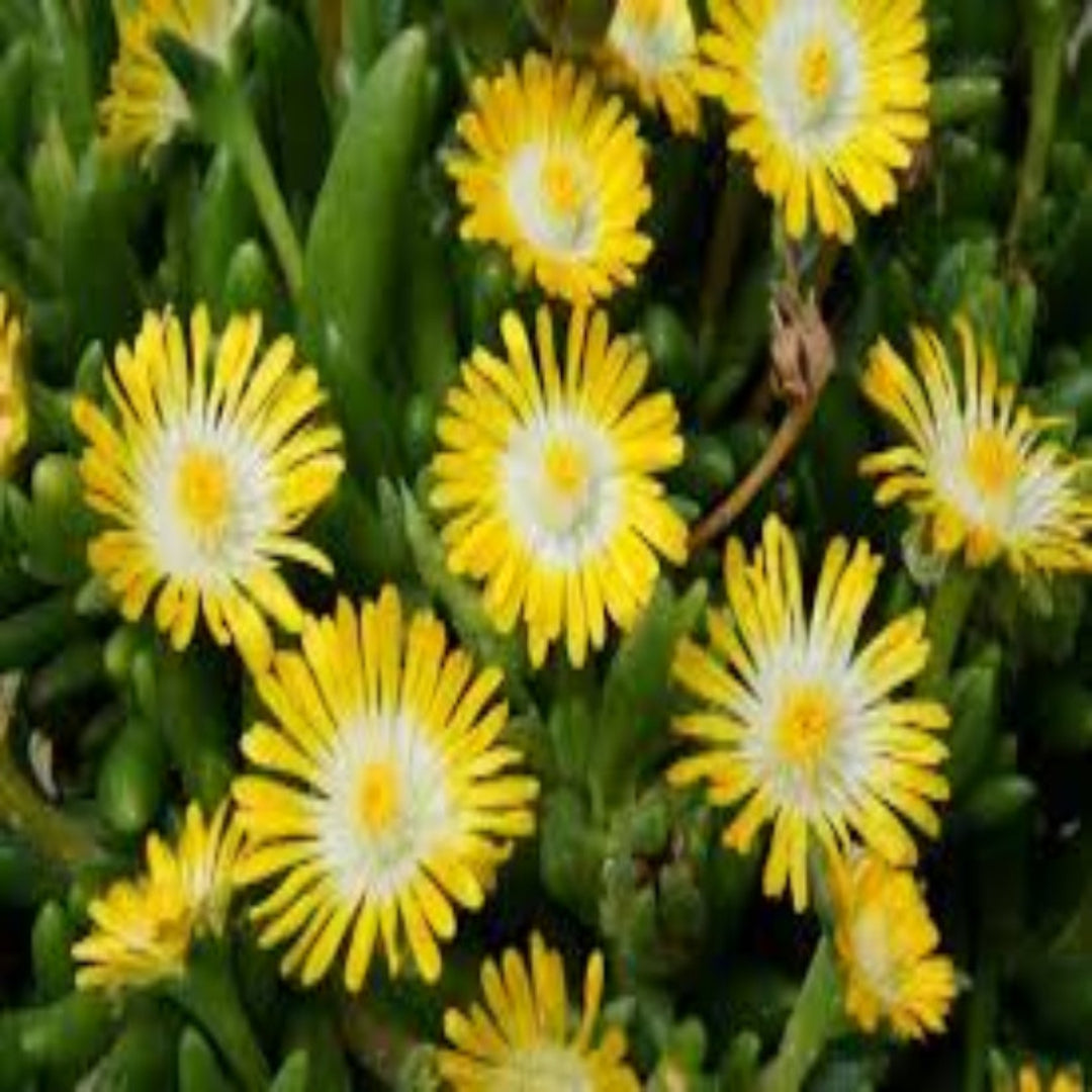 Jewel of Desert Peridot live plant for outdoor landscapes