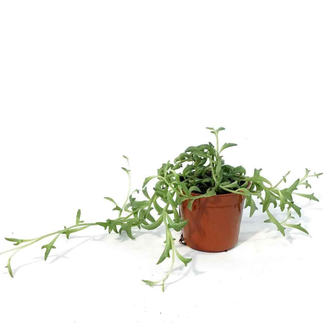 Trailing string of dolphins succulent with long cascading stems in a pot