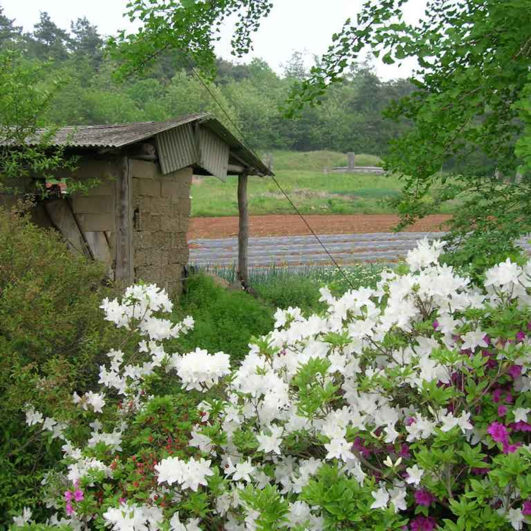 Mrs.G.G Gerbing Azalea