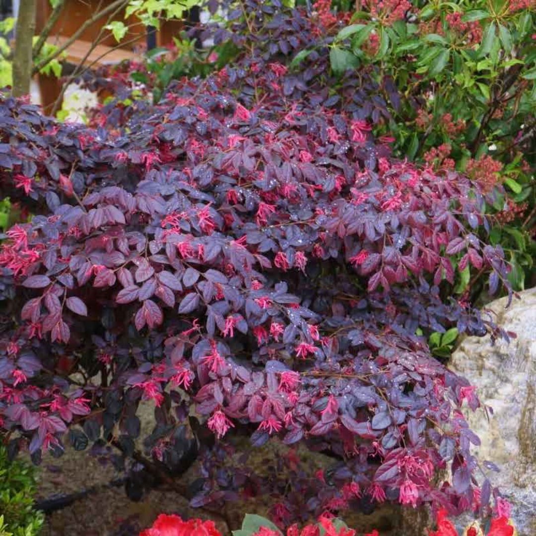Red Diamond Loropetalum