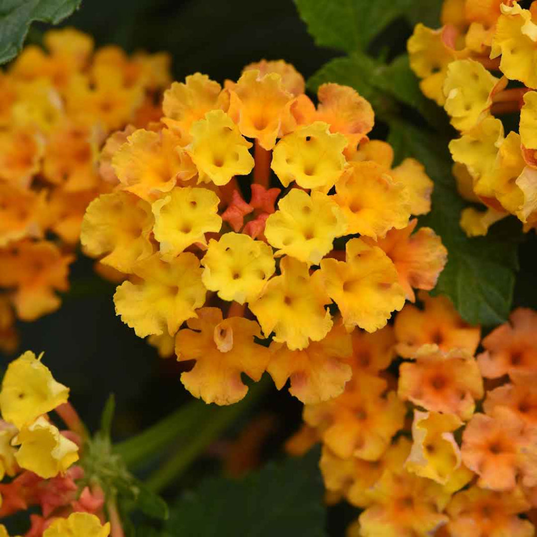 Lantana camara &