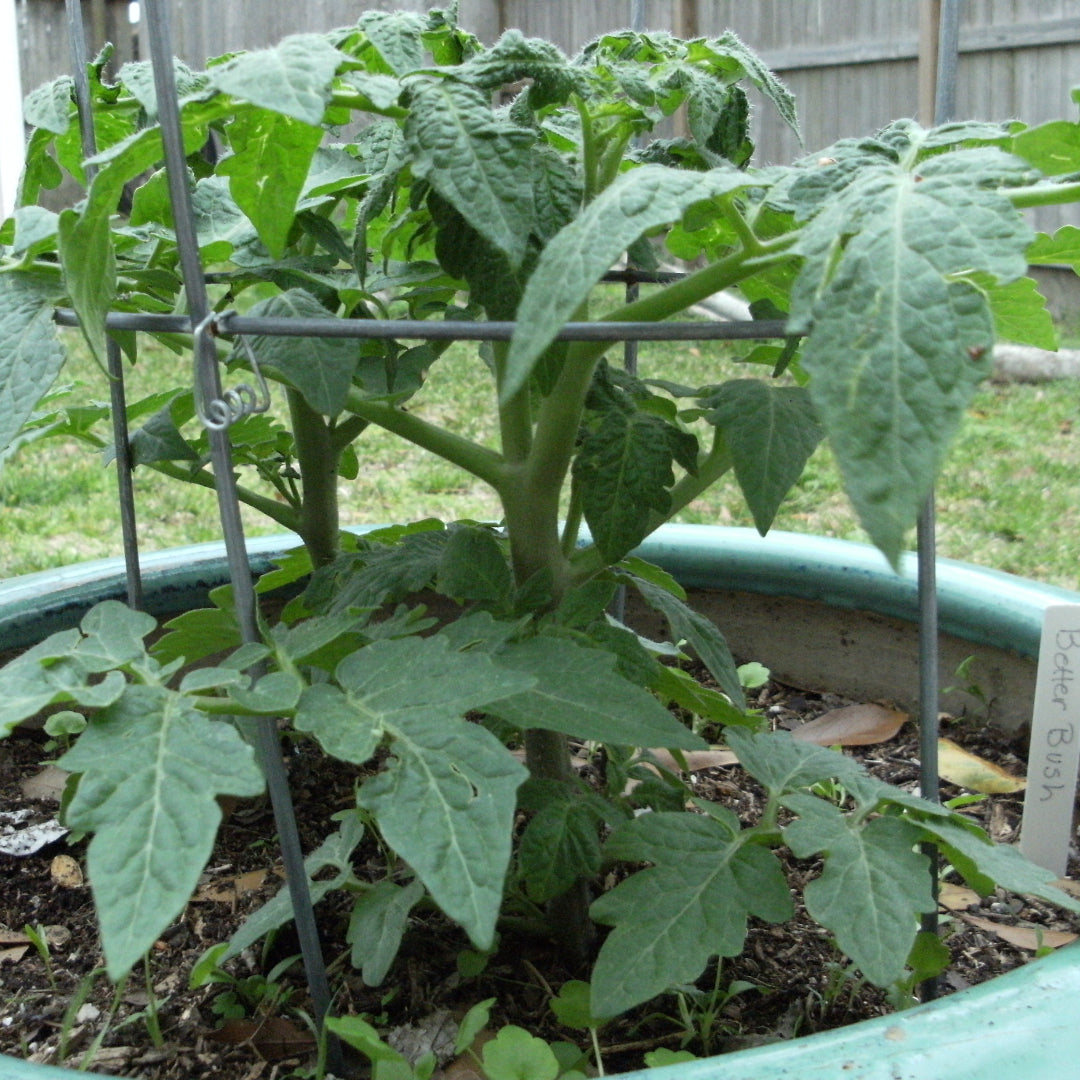 Better Bush Tomato