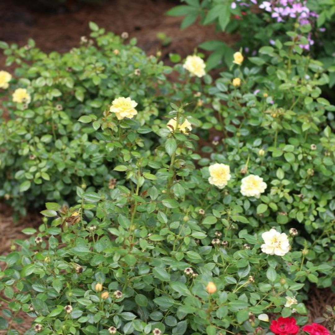 Sunrosa Yellow Shrub Rose