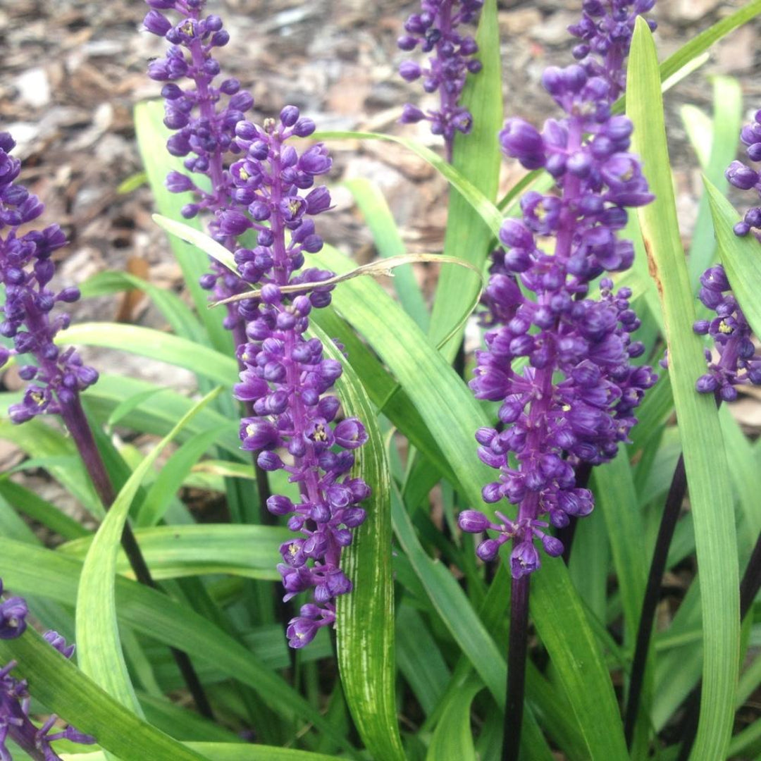 Liriope Muscari &