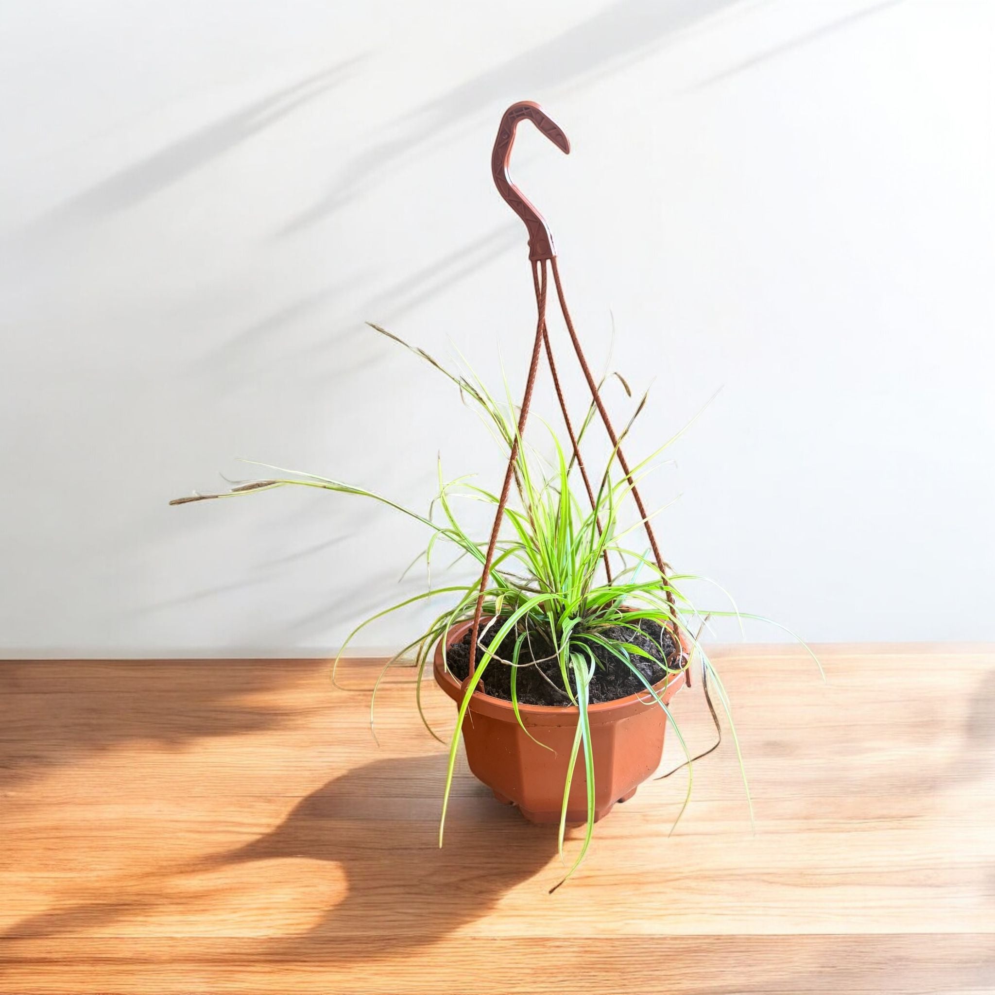 Evergold Carex Grass Hanging Basket (Live Indoor-Outdoor)