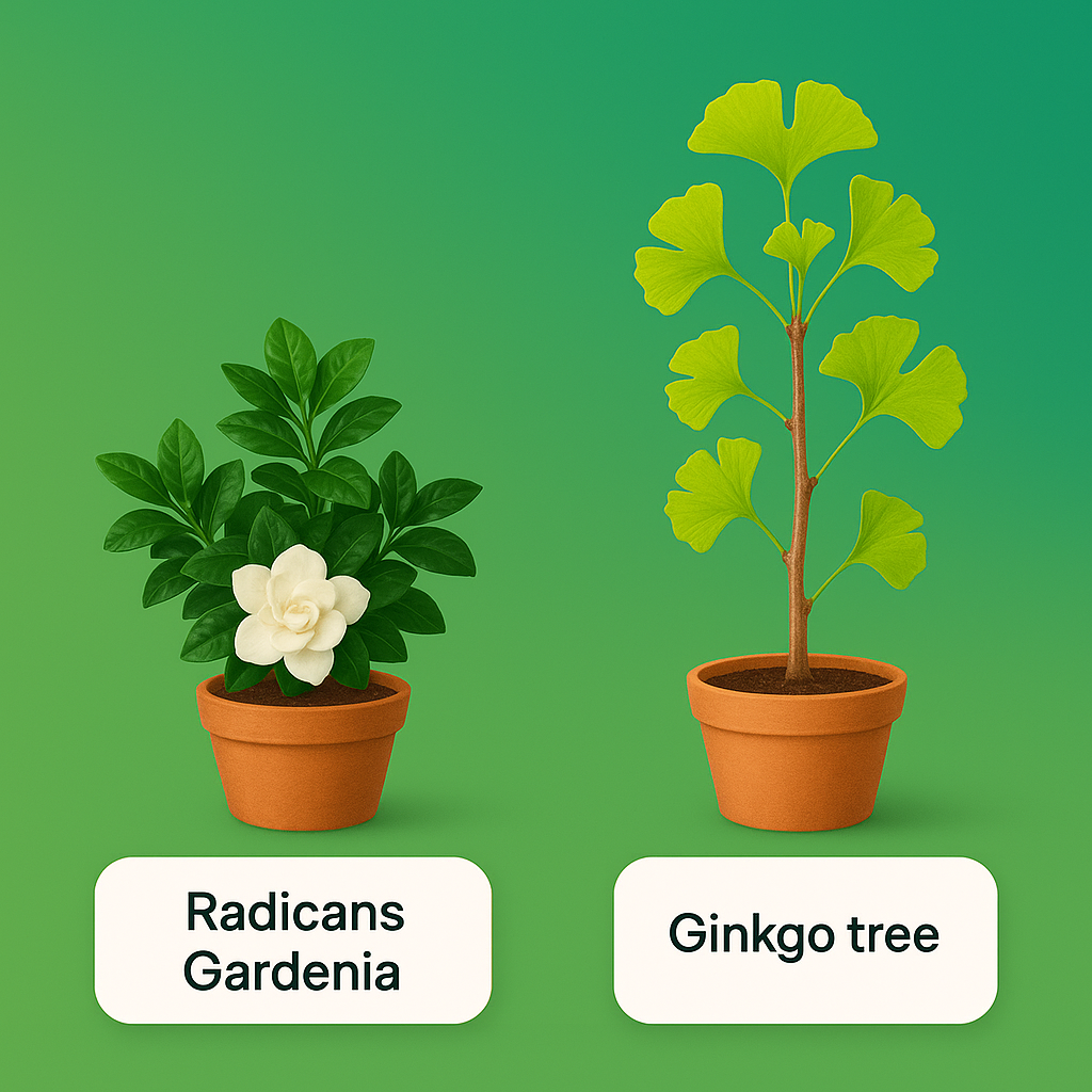 Black Friday 2 Plant Combo - Radicans Gardenia & Ginkgo tree
