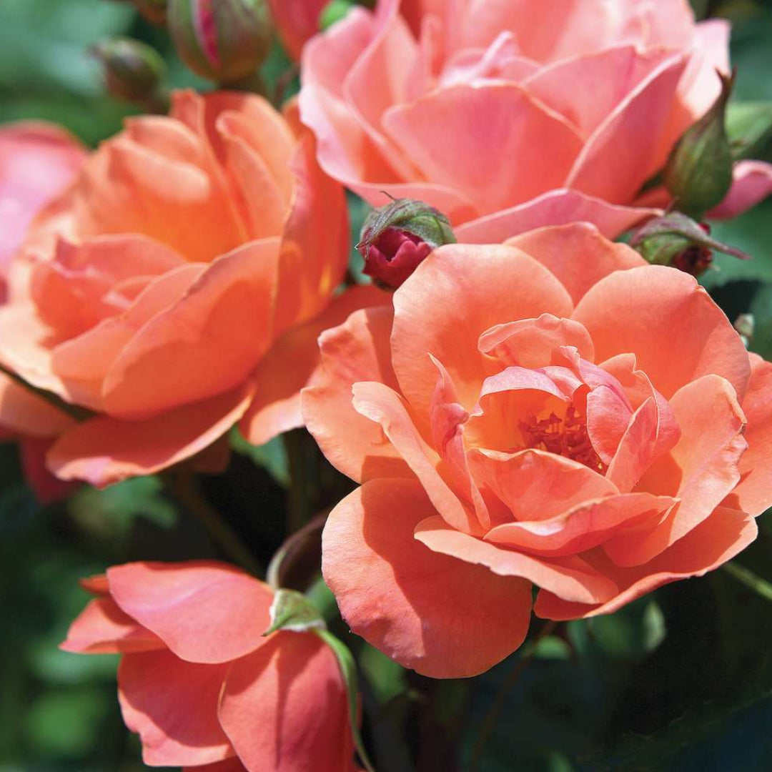 Coral Knock Out Rose