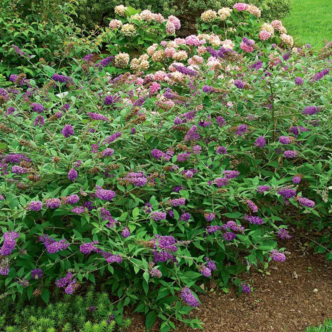 Buddleia Lo & Behold Tm Blue Chip Butterfly Bush