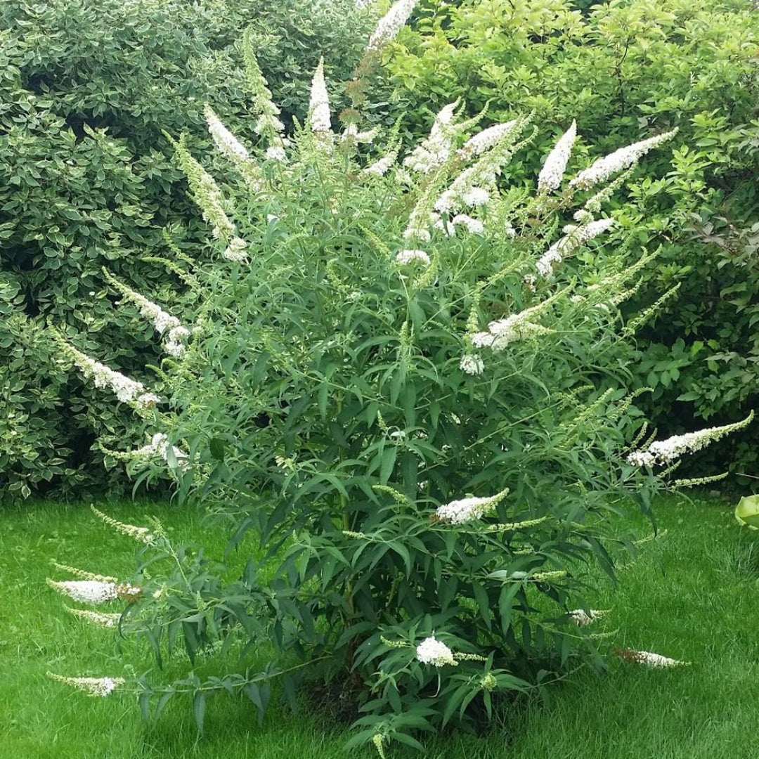 White Profusion Butterfly Bush
