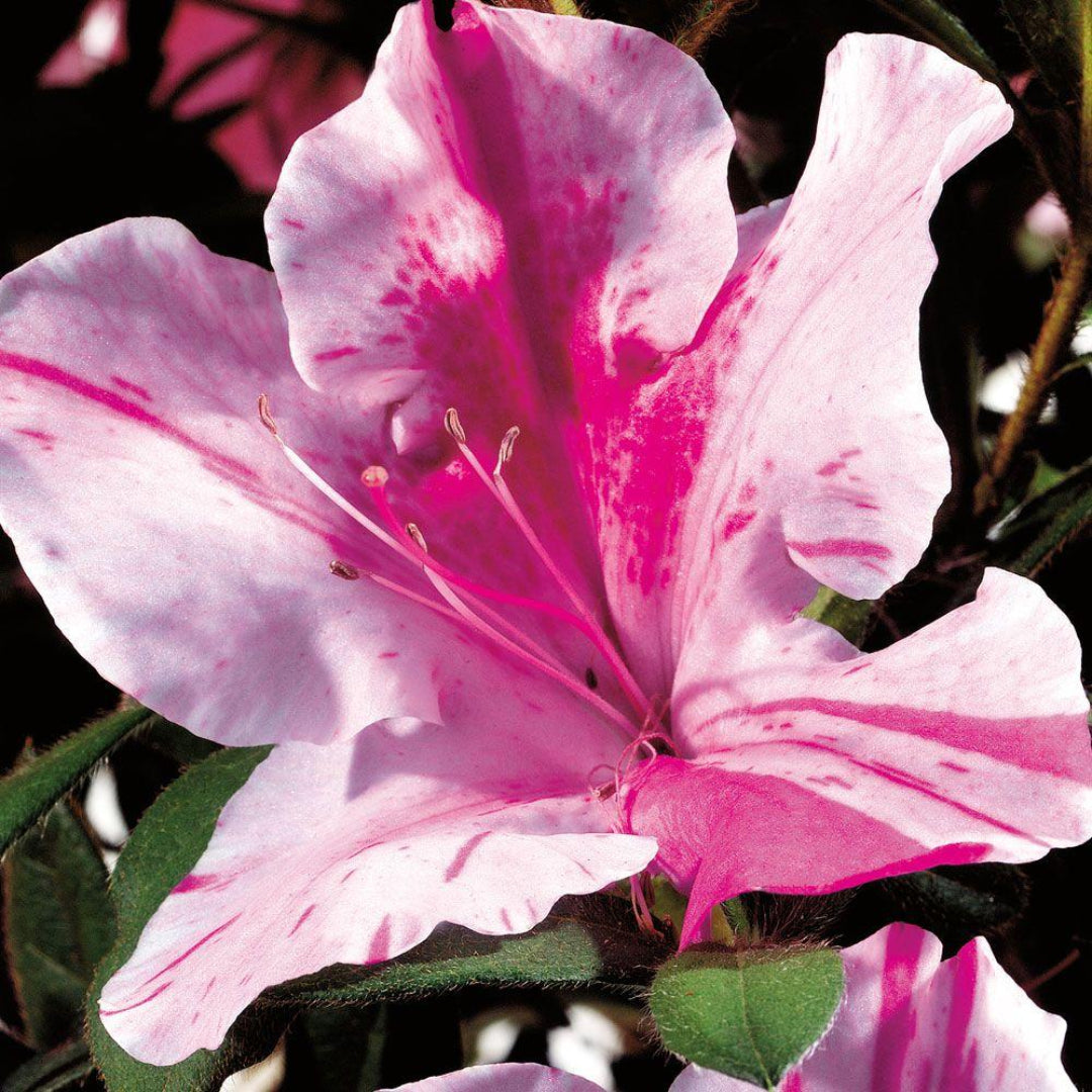 Encore Azalea Autumn Twist
