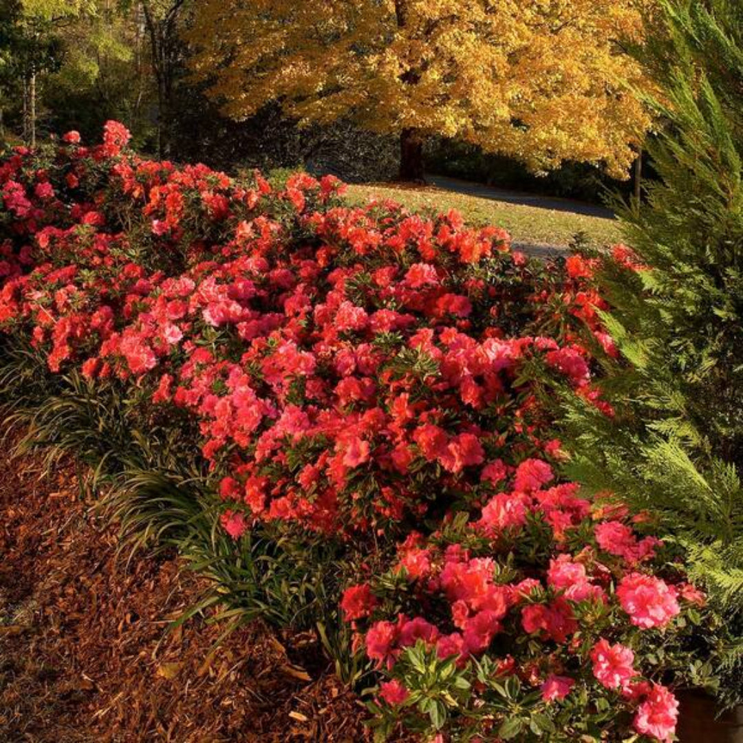 Autumn Monarch Encore Azalea