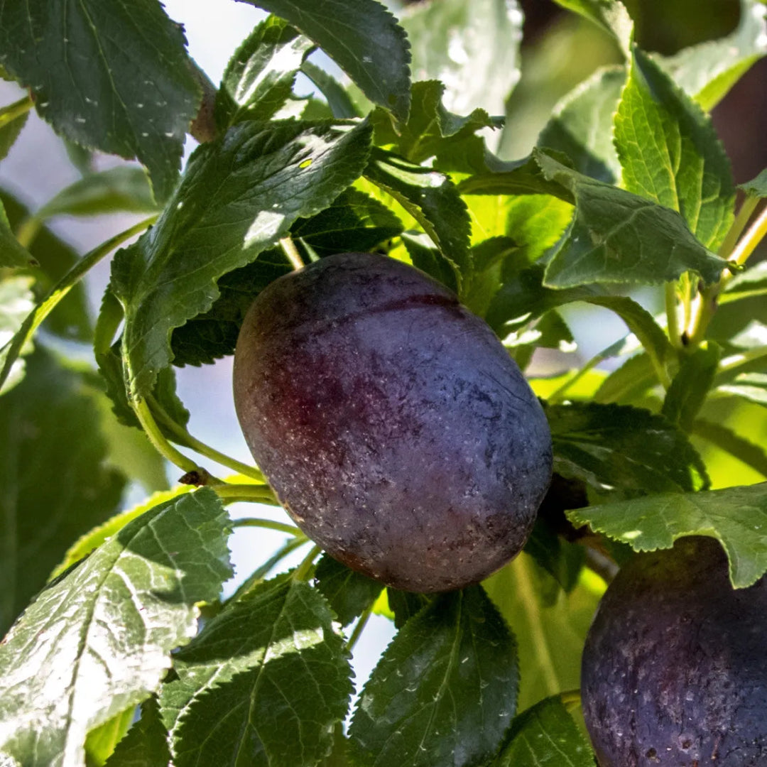 Early Blue Plum