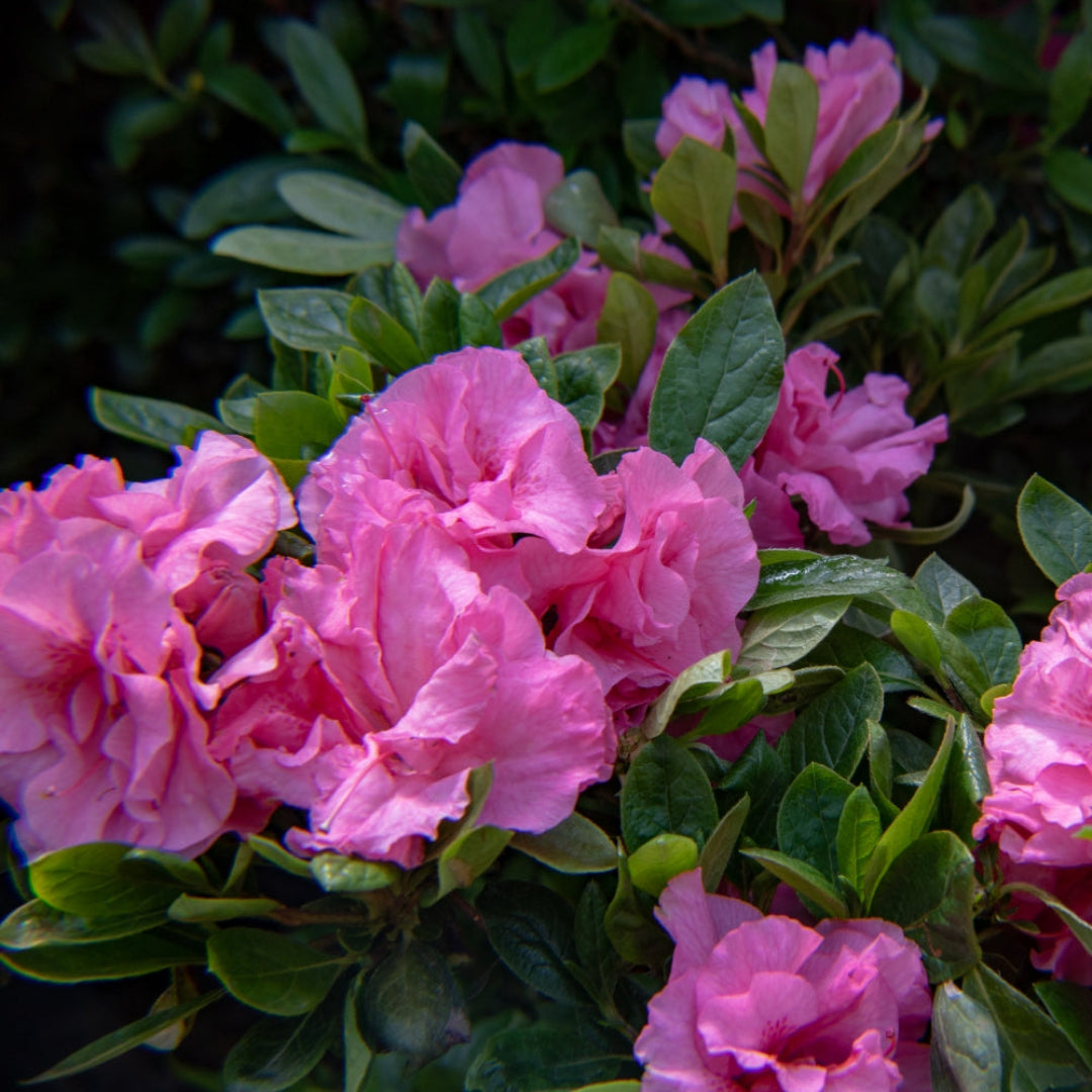 Blush Elegance Rebloom Azalea