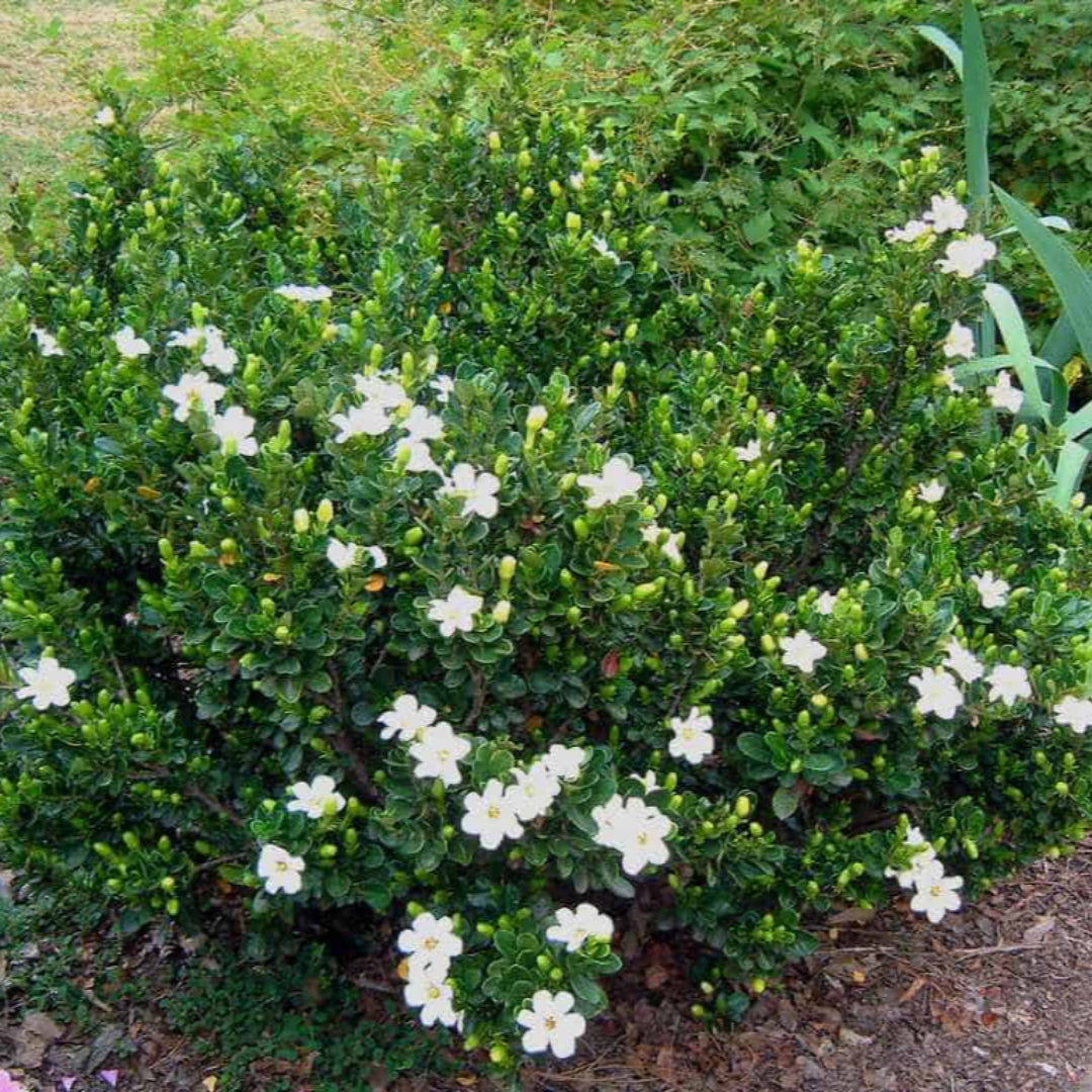 Compact Gardenia shrub with glossy leaves