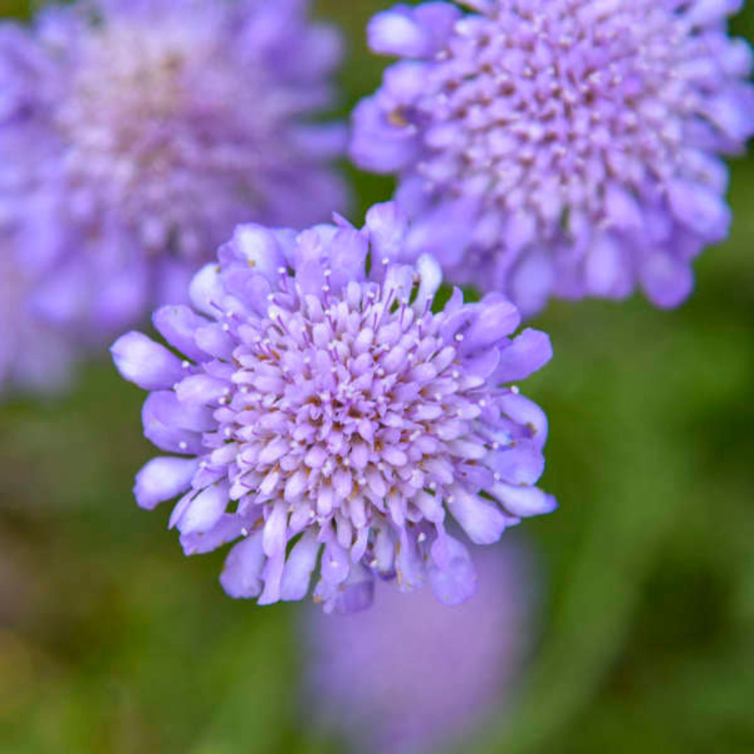 Scabiosa columbaria &