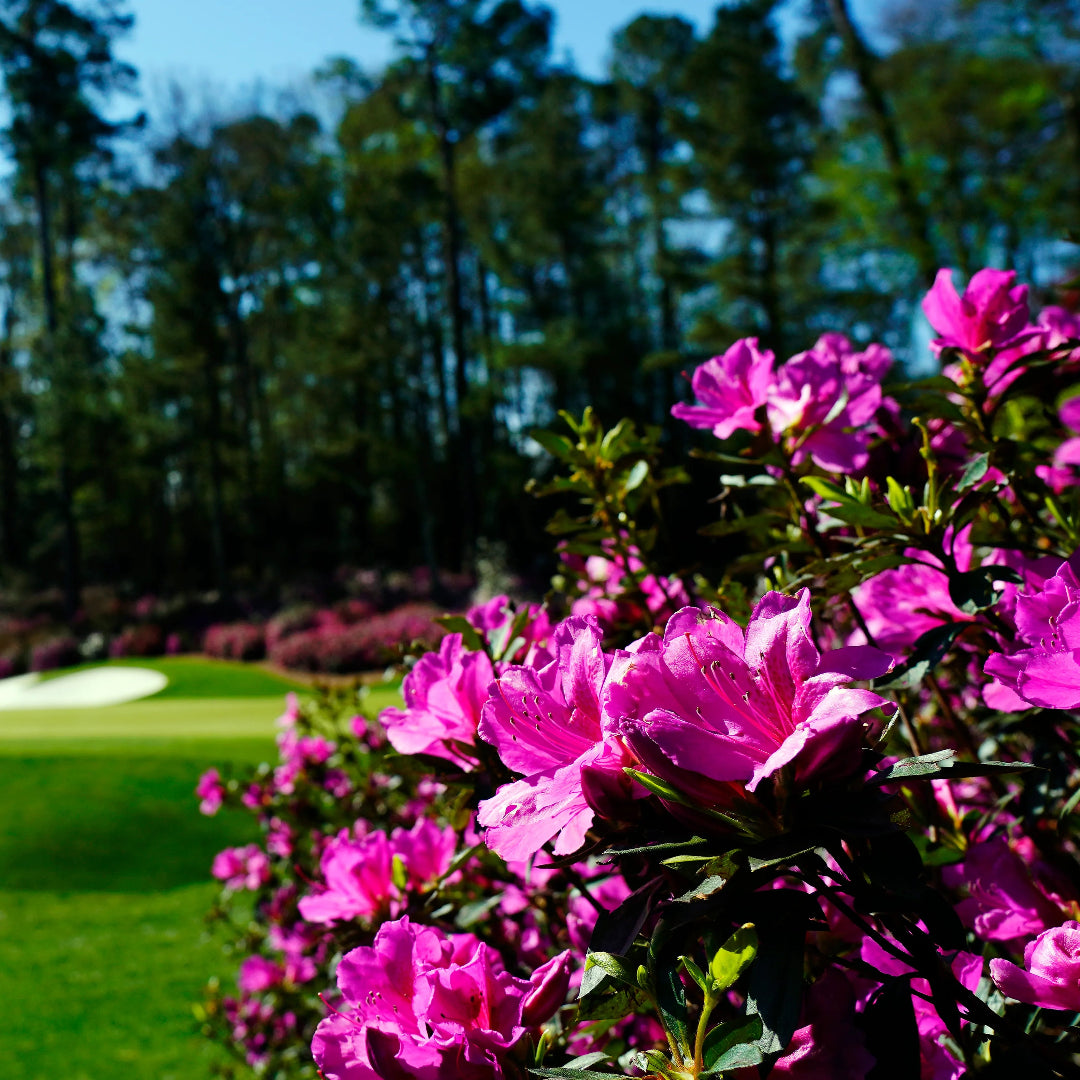 Azalea Echo Fireglow