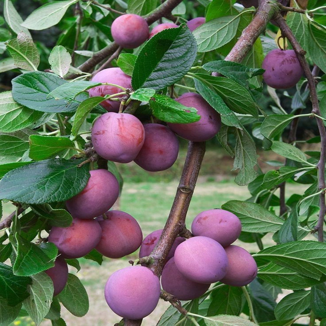 AU Rubrum Plum Tree